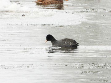 Zima w Spalskim Parku Krajobrazowym, <p>łyska</p>